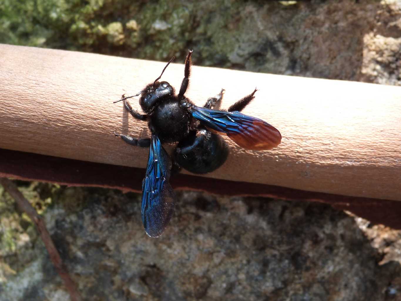 Xylocopa violacea svernante - Torrimpietra (RM)